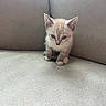 kitten, cat, blue_eyes, small, cute, pet, feline, sitting, indoors, sofa, beige, texture, fur, young, animal, looking_down, cozy, domestic, cute_pet, corner