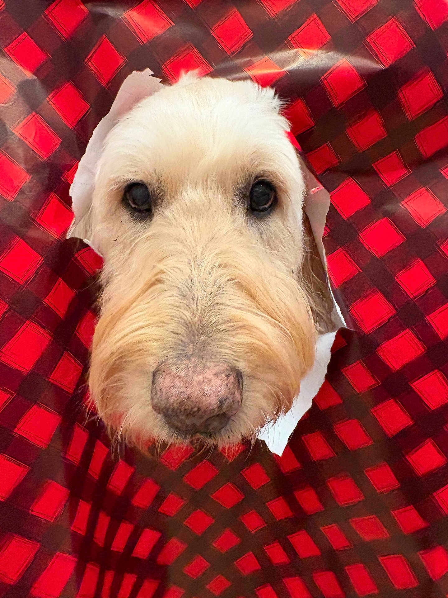 Barnabas joined the competition — help win amazing prizes! dog, face, nose, fur, wrapping_paper, hole, red, black, curious, close_up, pet, animal, cute, fluffy, portrait, indoor, texture, pattern, background, unexpected