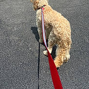 Barnabas joined the competition — help win amazing prizes! dog, leash, curly_fur, asphalt, outdoor, pet, walking, shadow, daylight, canine, red_leash, fur_texture, pavement, animal, standing, collar, sunlight, back_view, pet_walk, summer