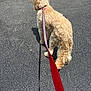 dog, leash, curly_fur, asphalt, outdoor, pet, walking, shadow, daylight, canine, red_leash, fur_texture, pavement, animal, standing, collar, sunlight, back_view, pet_walk, summer