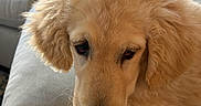 Clover is registered to the contest to win money with this photo: animal, canine, closeup, couch, cozy, cute, dog, fluffy, furniture, golden_retriever, home, indoor, laying, light, pet, portrait, puppy, relaxed, soft, young