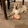 Clover is registered to the contest to win money with this photo: dog, puppy, golden_retriever, toy, plush_toy, hardwood_floor, table_leg, chair, indoor, pet, muzzle, fur, collar, tongue, playful, sitting, home_interior, cute, wooden_furniture, shadow