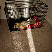 Clover joined the competition — help win amazing prizes! animal, beige, blanket, cage, canine, carpet, comfort, crate, dog, floor, home, indoor, metal, pet, quiet, relaxed, resting, shadow, striped, sunlight