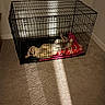 animal, beige, blanket, cage, canine, carpet, comfort, crate, dog, floor, home, indoor, metal, pet, quiet, relaxed, resting, shadow, striped, sunlight