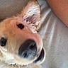 Clover joined the competition — help win amazing prizes! animal, blurry, canine, close_up, collar, couch, curious, dog, ear, fabric, fur, home, indoor, light, nose, pet, playful, resting, shadow, texture