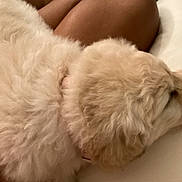 Clover is registered to the contest to win money with this photo: dog, puppy, sleeping, fur, bed, blanket, leg, human_leg, collar, cozy, indoor, closeup, pet, resting, cute, white_fur, beige_fur, domestic_animal, bedroom, soft_texture