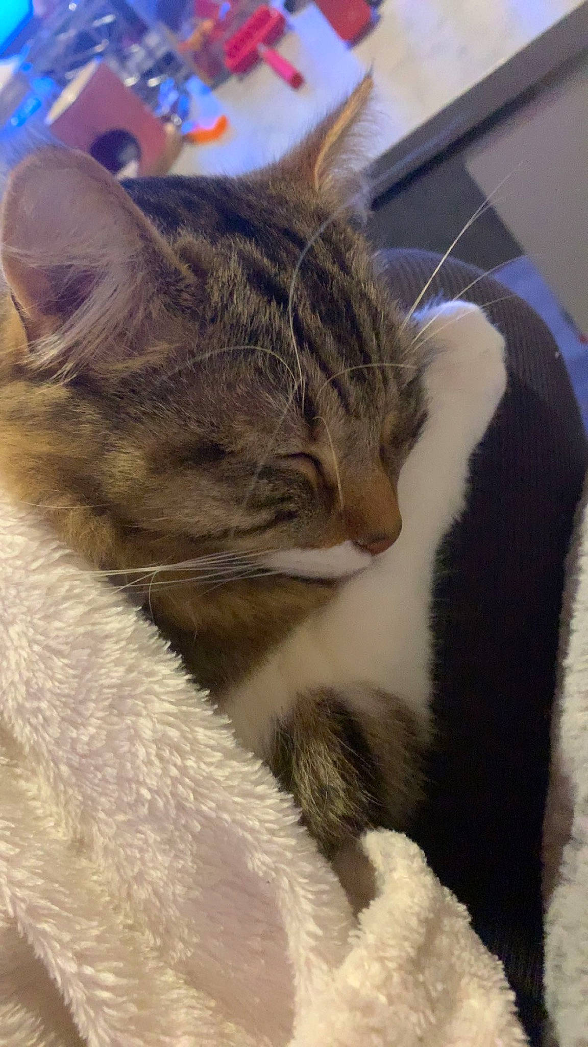 Monster a rejoint le concours — aidez-le/la à gagner de superbes lots ! carnivore, cat, claw, comfort, domestic_short_haired_cat, felidae, fur, nap, paw, small_to_medium_sized_cats, snout, tail, terrestrial_animal, whiskers