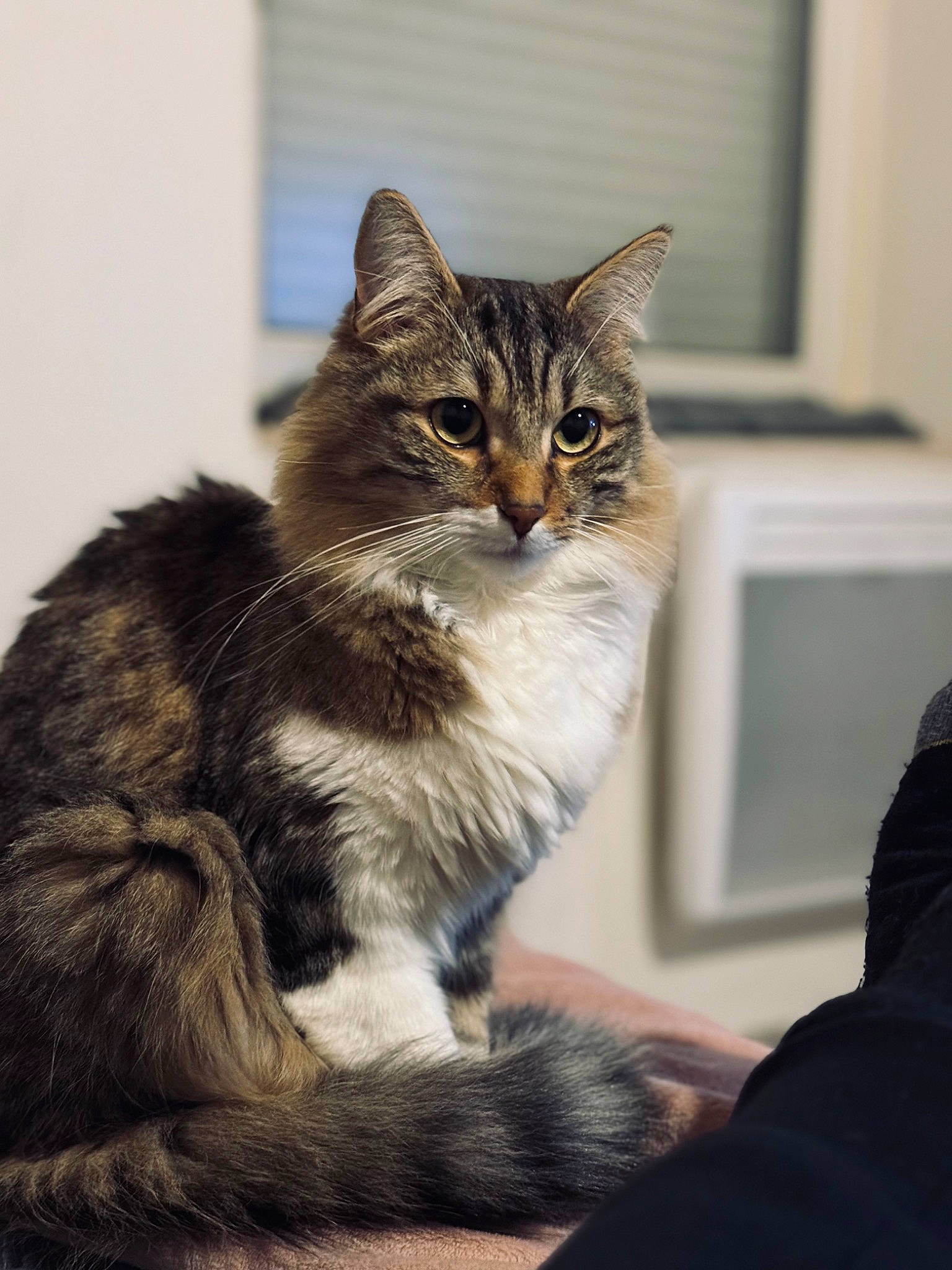 Monster participe au concours pour gagner de l'argent avec cette photo : art, carnivore, cat, claw, domestic_short_haired_cat, felidae, fur, paw, sitting, small_to_medium_sized_cats, snout, tail, terrestrial_animal, whiskers, wildlife