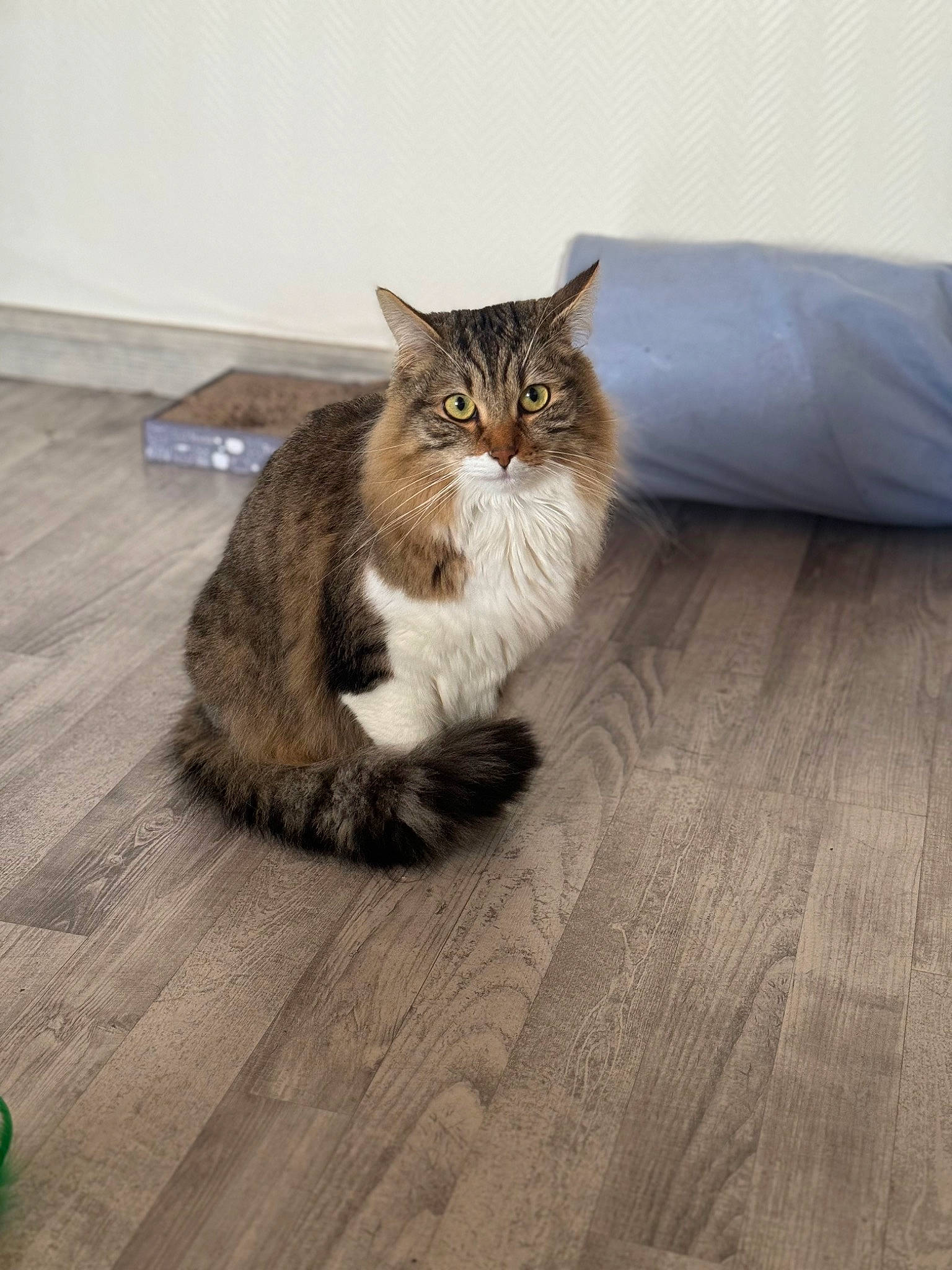 Monster participe au concours pour gagner de l'argent avec cette photo : carnivore, cat, comfort, domestic_short_haired_cat, fawn, felidae, floor, flooring, fur, grey, hardwood, laminate_flooring, small_to_medium_sized_cats, snout, tail, terrestrial_animal, whiskers, wood, wood_flooring, wood_stain
