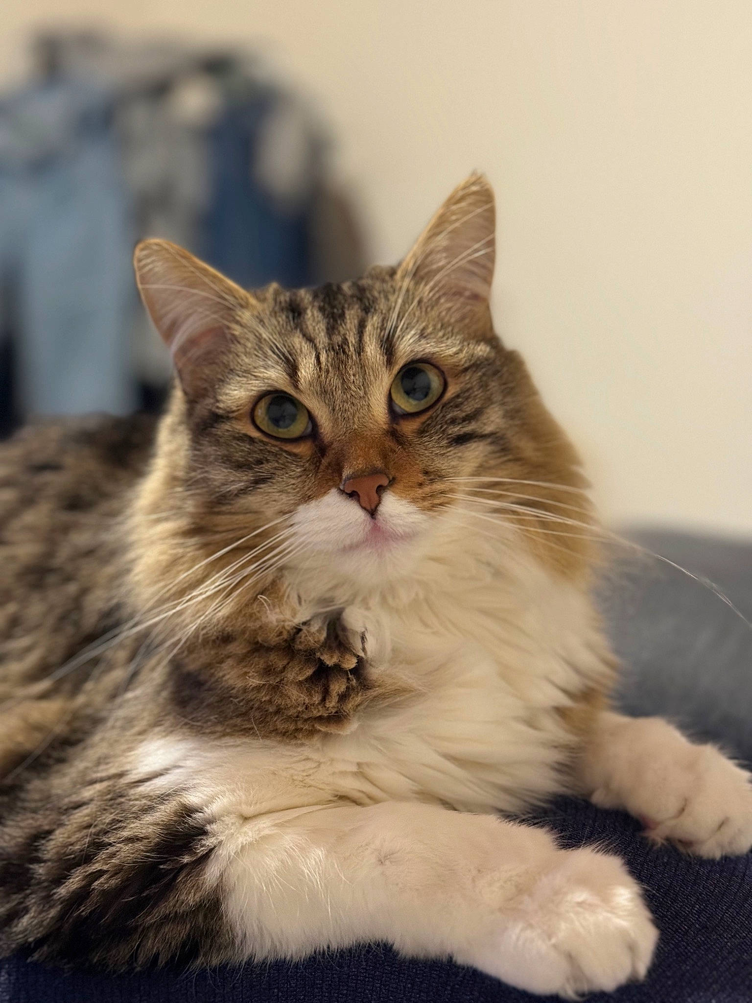 Monster a rejoint le concours — aidez-le/la à gagner de superbes lots ! carnivore, cat, claw, domestic_short_haired_cat, felidae, fur, maine_coon, paw, sitting, small_to_medium_sized_cats, snout, terrestrial_animal, tree, whiskers, wildlife