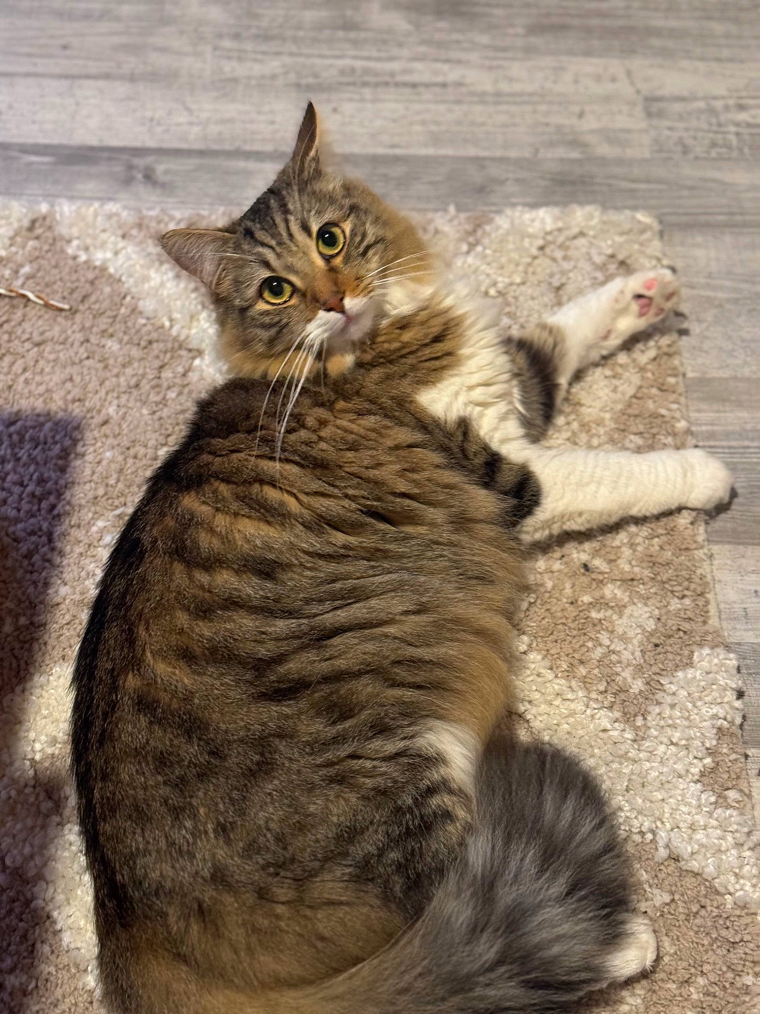 Monster a rejoint le concours — aidez-le/la à gagner de superbes lots ! art, carnivore, cat, claw, domestic_short_haired_cat, fawn, felidae, foot, fur, paw, sand, sitting, small_to_medium_sized_cats, snout, tail, terrestrial_animal, whiskers, wildlife