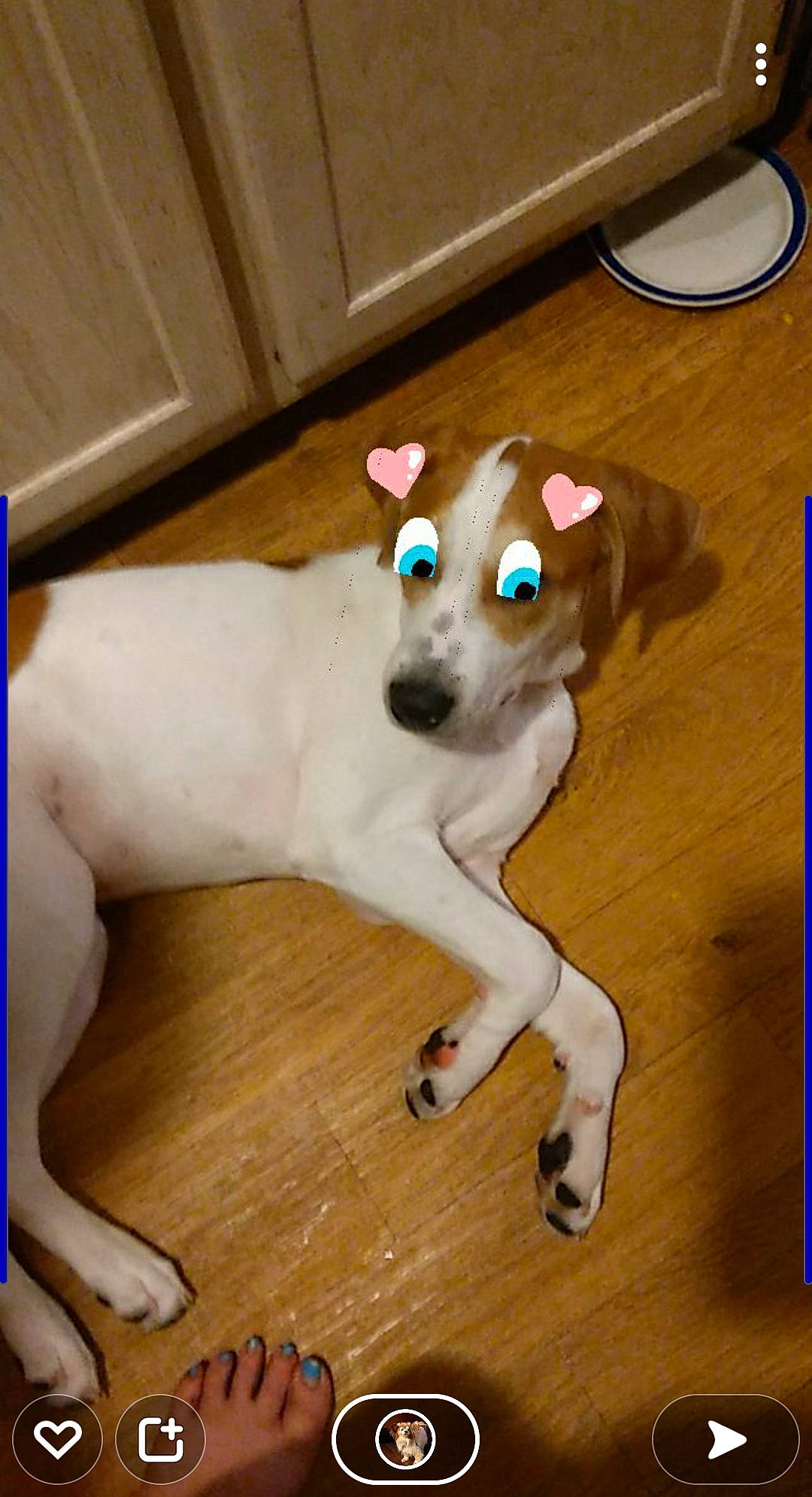 Diesal Aka Corn Dawg Baby joined the competition — help win amazing prizes! carnivore, collar, companion_dog, dog, dog_breed, dog_collar, dog_supply, fawn, floor, flooring, hardwood, mammal, paw, pet_supply, snout, tail, toy_dog, whiskers, wood, working_animal