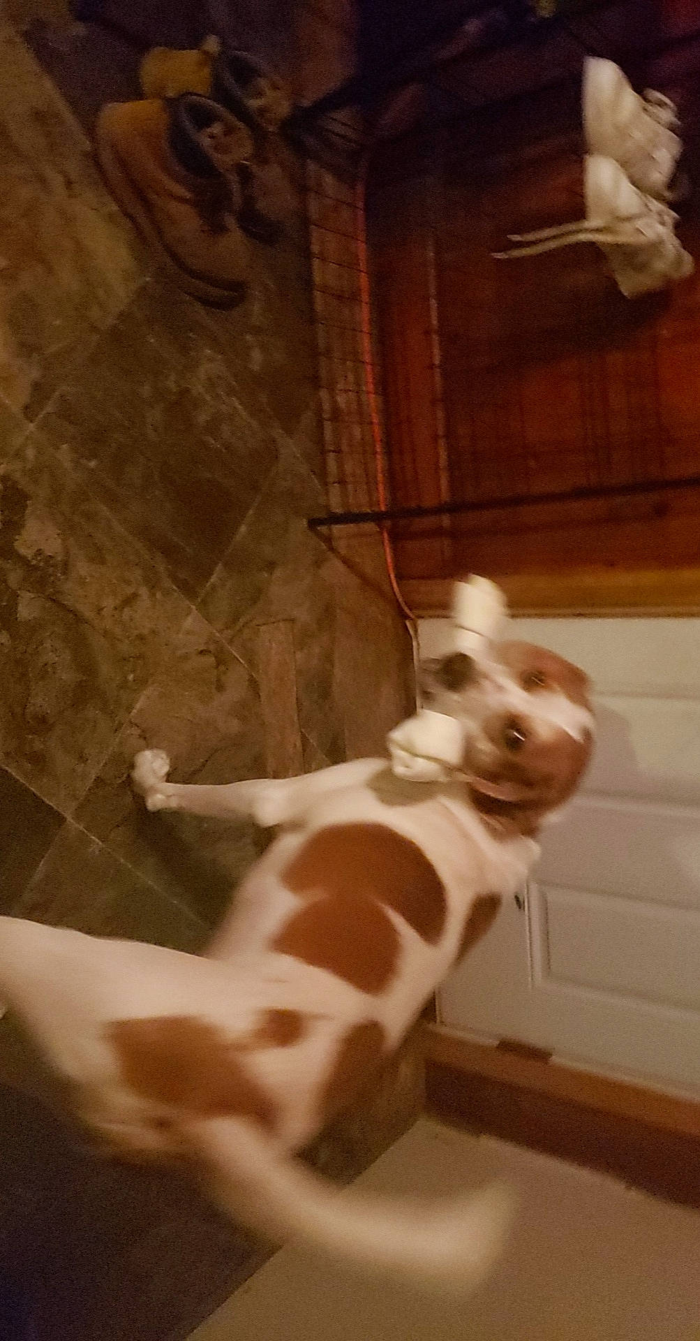 Diesal Aka Corn Dawg Baby joined the competition — help win amazing prizes! art, canidae, carnivore, companion_dog, dog, dog_breed, ear, fawn, felidae, flooring, fur, hardwood, small_to_medium_sized_cats, snout, sporting_group, tail, terrestrial_animal, whiskers, wood, working_animal