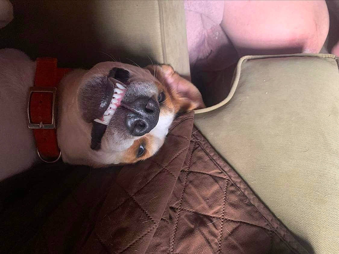 Diesal Aka Corn Dawg Baby