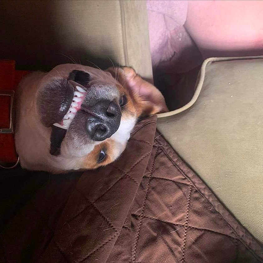 Diesal Aka Corn Dawg Baby