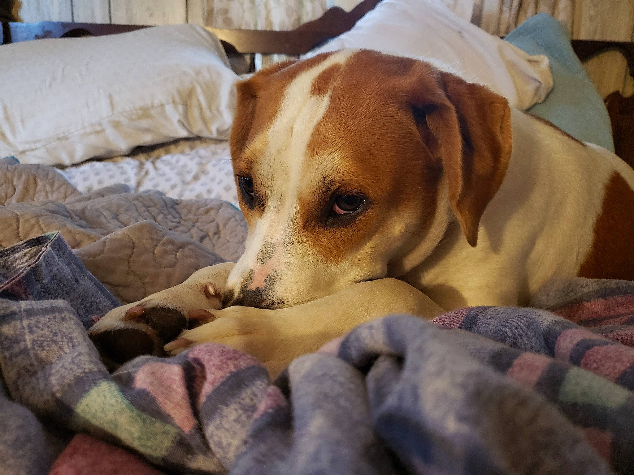 Diesal Aka Corn Dawg Baby is registered to the contest to win money with this photo: canidae, carnivore, collar, comfort, companion_dog, couch, dog, dog_breed, dog_supply, fawn, linens, service, snout, sporting_group, whiskers, working_animal