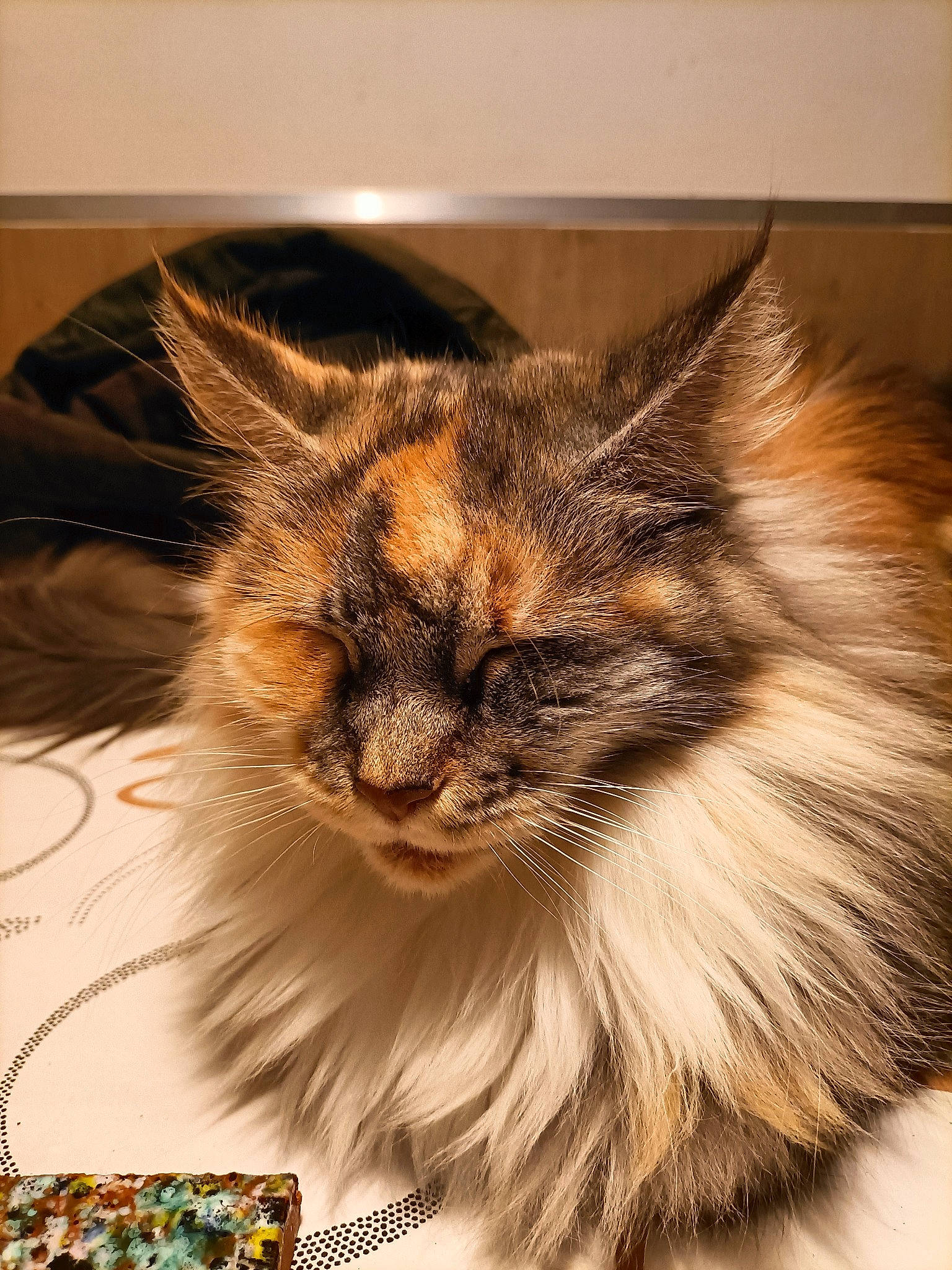 Ohana participe au concours pour gagner de l'argent avec cette photo : art, carnivore, cat, cat_supply, fawn, felidae, fur, paw, small_to_medium_sized_cats, snout, terrestrial_animal, whiskers, window