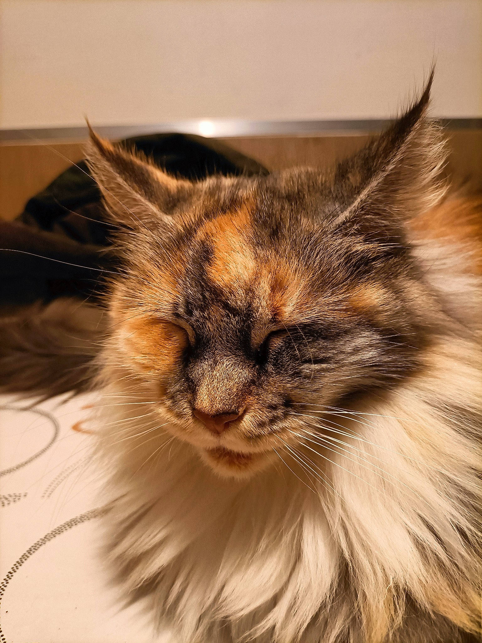 Ohana a rejoint le concours — aidez-le/la à gagner de superbes lots ! art, carnivore, cat, eye, fawn, felidae, fur, hair, iris, small_to_medium_sized_cats, snout, terrestrial_animal, whiskers, wildlife