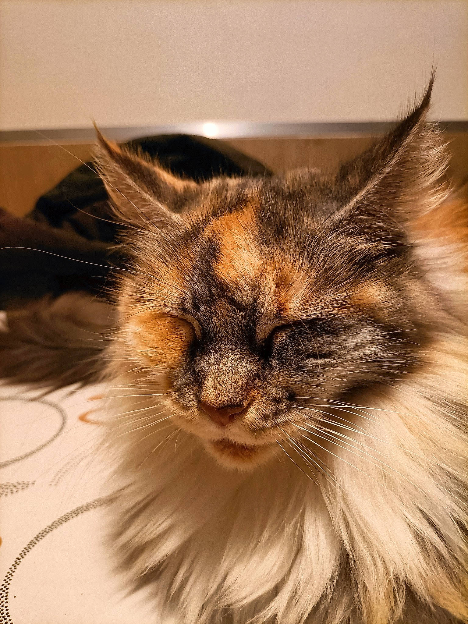 Ohana participe au concours pour gagner de l'argent avec cette photo : art, carnivore, cat, eye, fawn, felidae, fur, small_to_medium_sized_cats, snout, terrestrial_animal, whiskers, wildlife