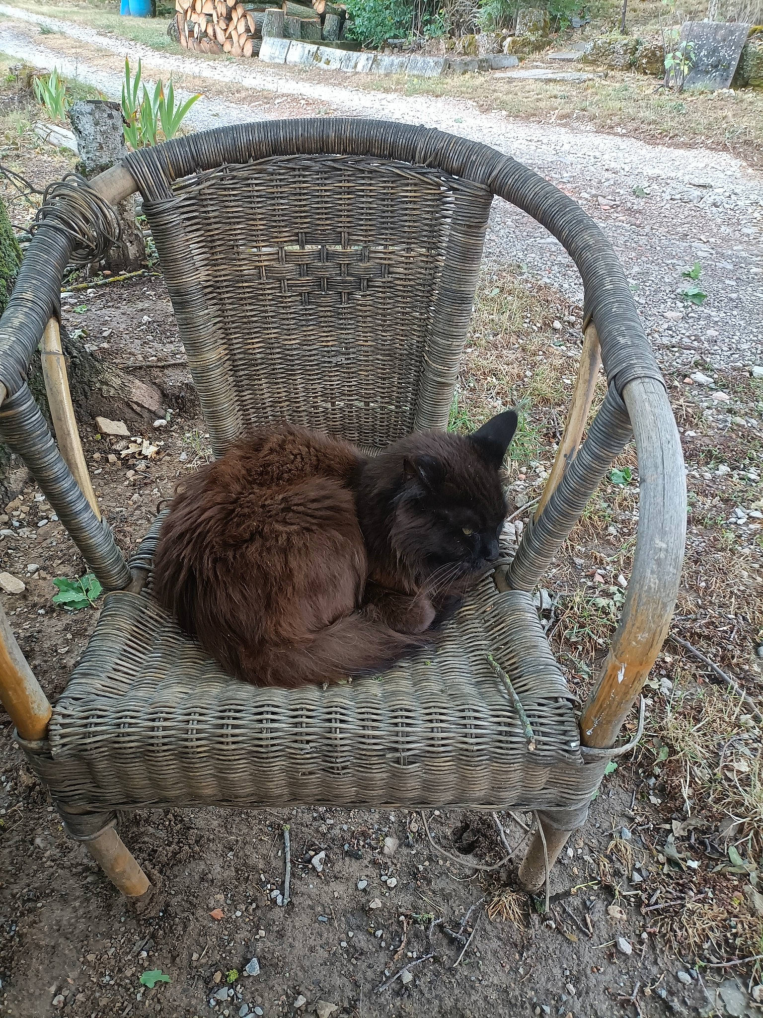 Ohana a rejoint le concours — aidez-le/la à gagner de superbes lots ! basket, carnivore, cat, cat_supply, chair, fawn, felidae, grass, mammal, outdoor_furniture, pet_supply, plant, small_to_medium_sized_cats, storage_basket, tail, terrestrial_animal, vertebrate, whiskers, wicker, wood