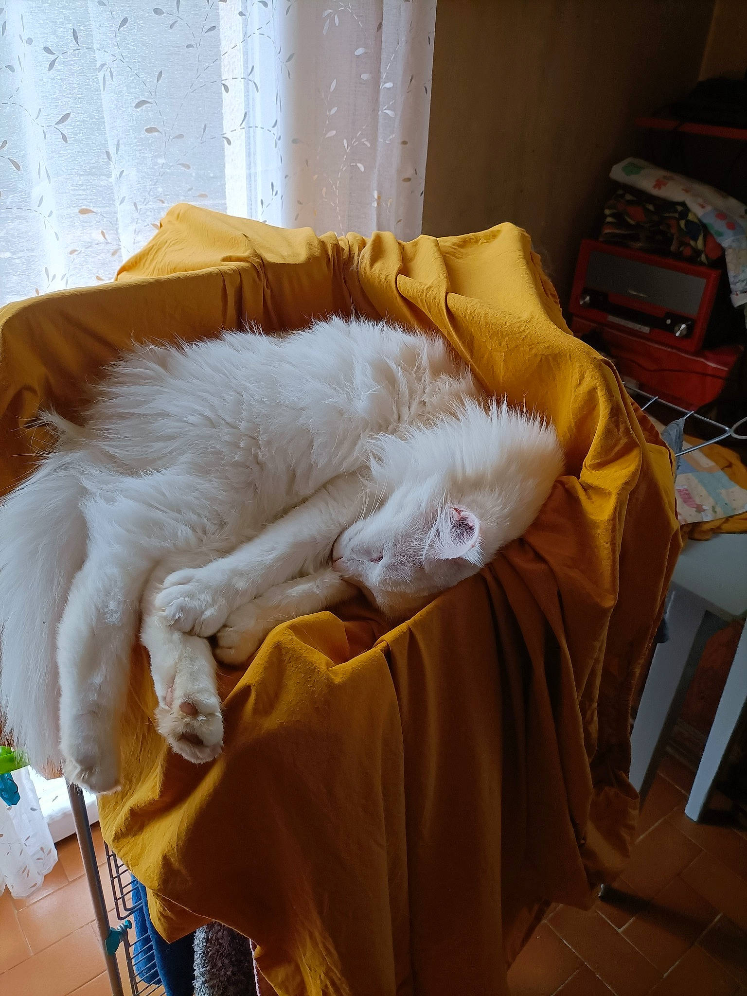 Prince a rejoint le concours — aidez-le/la à gagner de superbes lots ! bag, bed, bedding, carnivore, cat, chair, comfort, companion_dog, curtain, duvet, fawn, felidae, fur, linens, luggage_and_bags, nap, room, small_to_medium_sized_cats, tail, whiskers