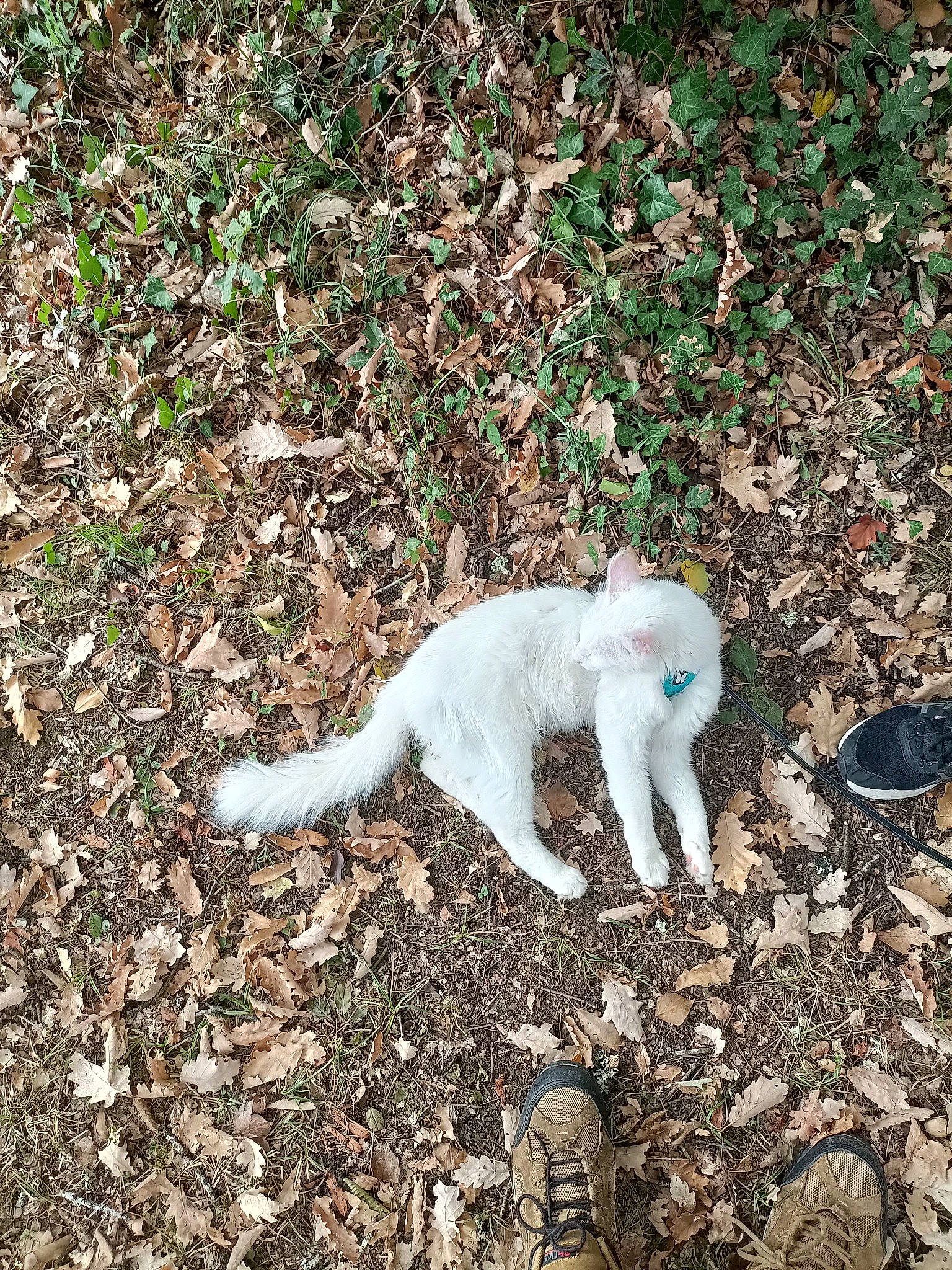 Prince a rejoint le concours — aidez-le/la à gagner de superbes lots ! canidae, carnivore, cat, companion_dog, dog_breed, fawn, felidae, fur, grass, groundcover, paw, plant, seabird, soil, sporting_group, tail, terrestrial_animal, wildlife