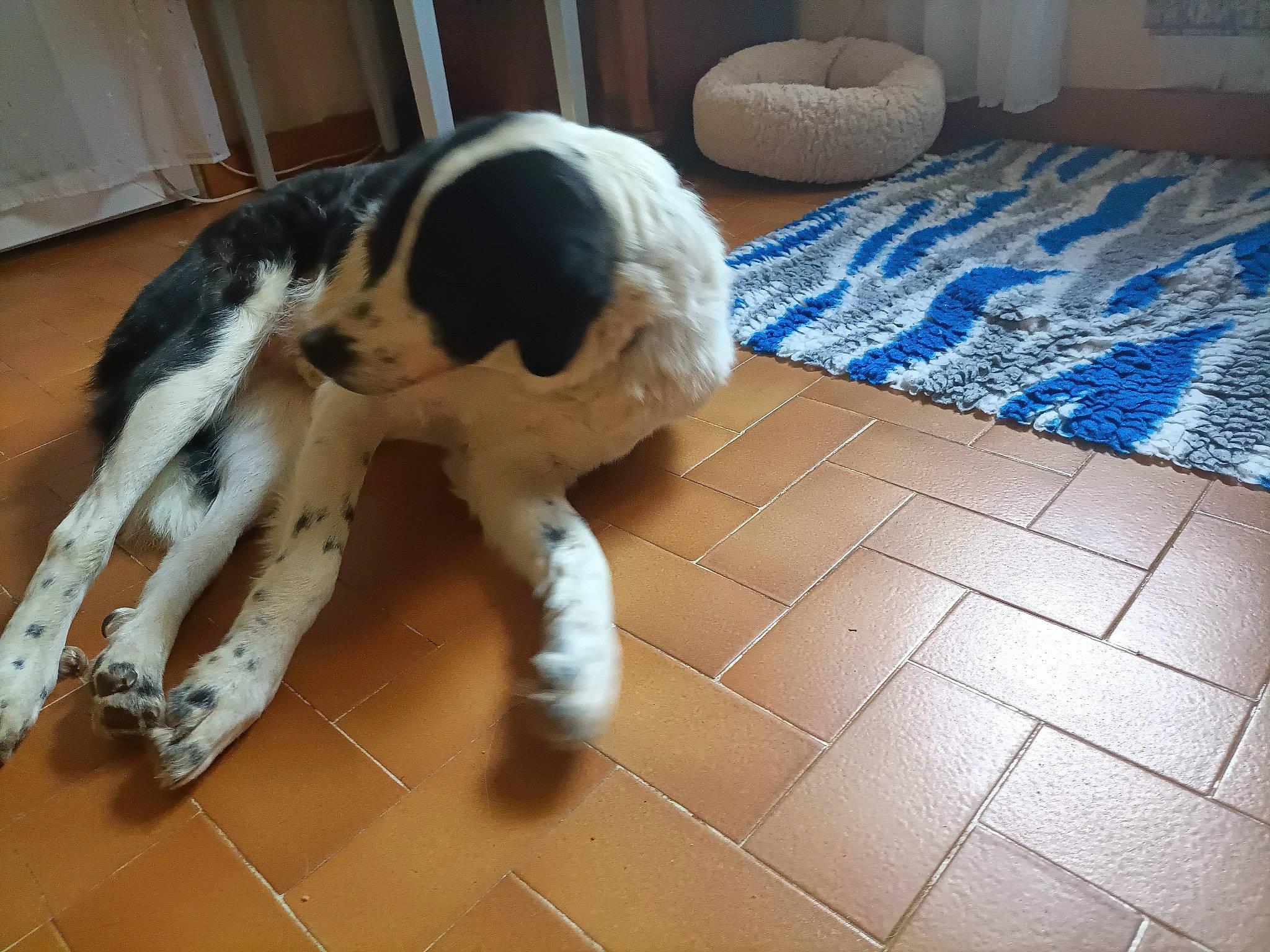 Neo participe au concours pour gagner de l'argent avec cette photo : ball, canidae, carnivore, companion_dog, dog, dog_breed, fawn, felidae, floor, flooring, fur, hardwood, laminate_flooring, paw, snout, sporting_group, tail, toy, wood, working_animal