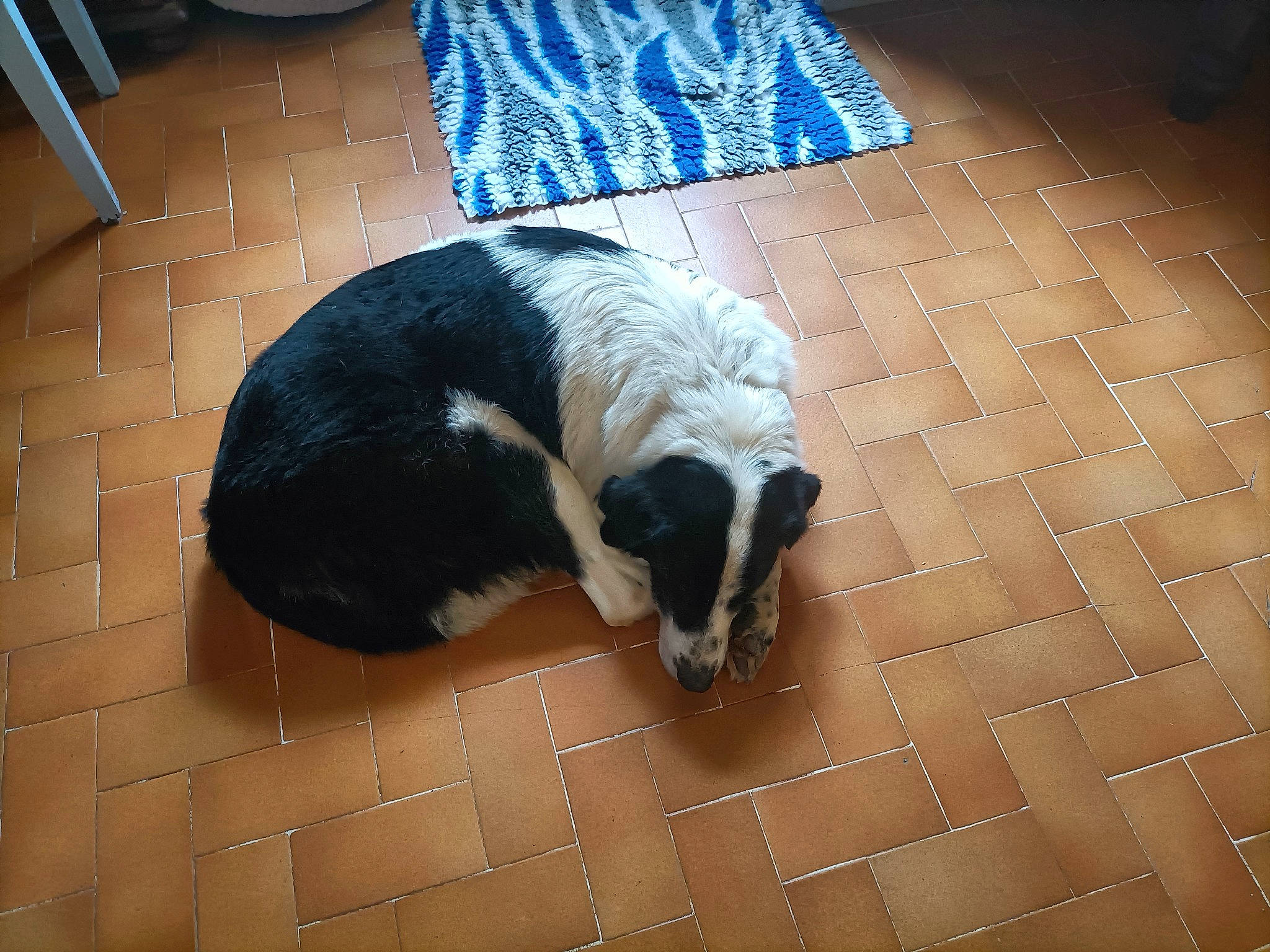 Neo a rejoint le concours — aidez-le/la à gagner de superbes lots ! canidae, carnivore, cat, claw, comfort, companion_dog, dog_breed, felidae, floor, flooring, fur, hardwood, lemur, mustelidae, small_to_medium_sized_cats, sporting_group, tail, terrestrial_animal, whiskers, wood