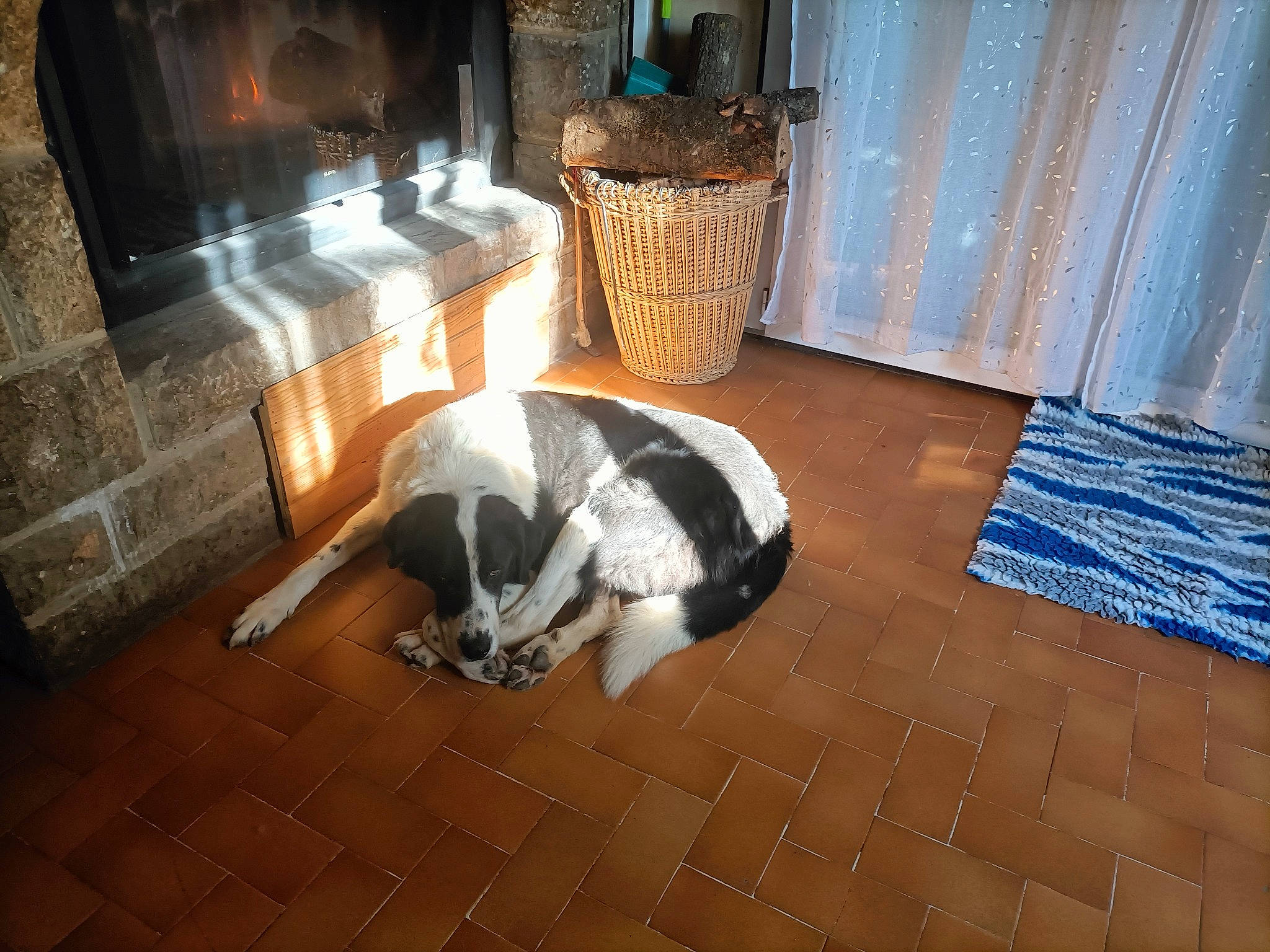 Neo a rejoint le concours — aidez-le/la à gagner de superbes lots ! canidae, carnivore, companion_dog, curtain, dog, dog_breed, door, felidae, floor, flooring, fur, hardwood, heat, non_sporting_group, room, sporting_group, tail, wood, wood_flooring, world