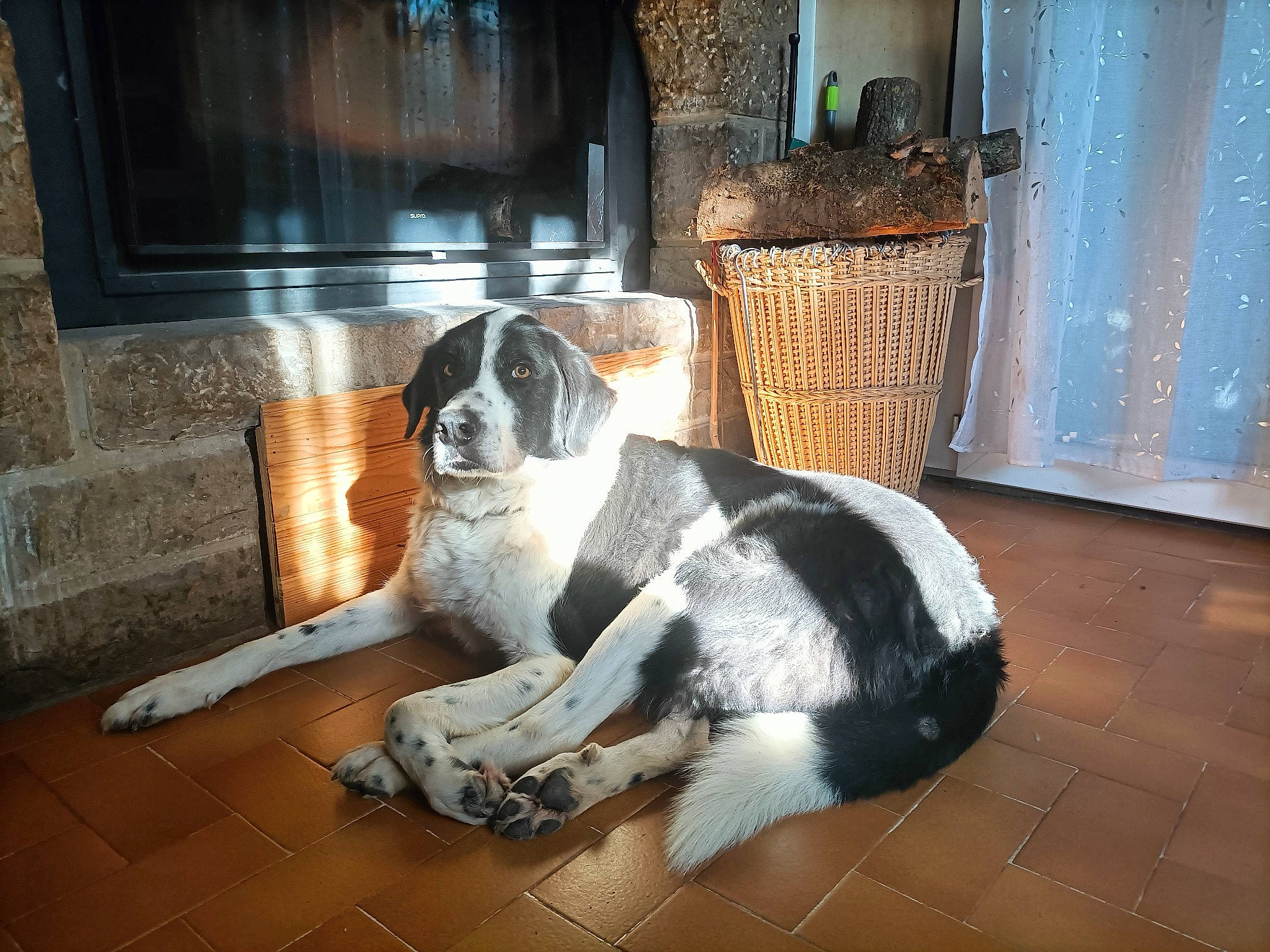 Neo participe au concours pour gagner de l'argent avec cette photo : carnivore, comfort, companion_dog, curtain, dog, dog_breed, fawn, felidae, floor, flooring, fur, hardwood, home, living_room, room, sporting_group, tail, whiskers, window, wood