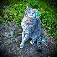 Nesquik a rejoint le concours — aidez-le/la à gagner de superbes lots ! cat, gray_tabby, bubbles, outdoor, grass, dirt, animal, pet, sitting, nature, whiskers, fur, playful, greenery, cute, mammal, peaceful, closeup, daylight, garden