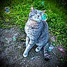 cat, gray_tabby, bubbles, outdoor, grass, dirt, animal, pet, sitting, nature, whiskers, fur, playful, greenery, cute, mammal, peaceful, closeup, daylight, garden