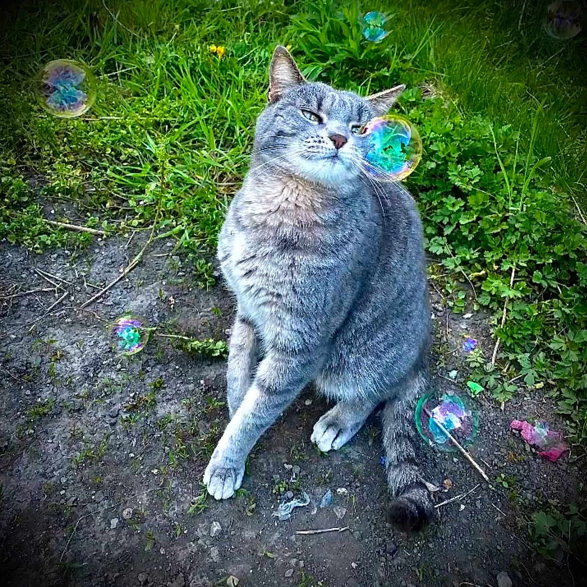 Nesquik a rejoint le concours — aidez-le/la à gagner de superbes lots ! cat, gray_tabby, bubbles, outdoor, grass, dirt, animal, pet, sitting, nature, whiskers, fur, playful, greenery, cute, mammal, peaceful, closeup, daylight, garden