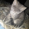 animal, bed, cat, comfort, cozy, cute, domestic_cat, feline, fluffy_blanket, fur, gray_cat, indoor, kitten, pet, resting, sleeping, small_animal, soft_texture, whiskers, young_cat