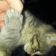 Nesquik participe au concours pour gagner de l'argent avec cette photo : affection, animal, cat, close_up, cute, dark_background, feline, finger, friendship, fur, gray_fur, hand, holding, indoor, kitten, paw, pet, soft, touch, young_animal