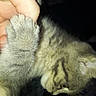 affection, animal, cat, close_up, cute, dark_background, feline, finger, friendship, fur, gray_fur, hand, holding, indoor, kitten, paw, pet, soft, touch, young_animal