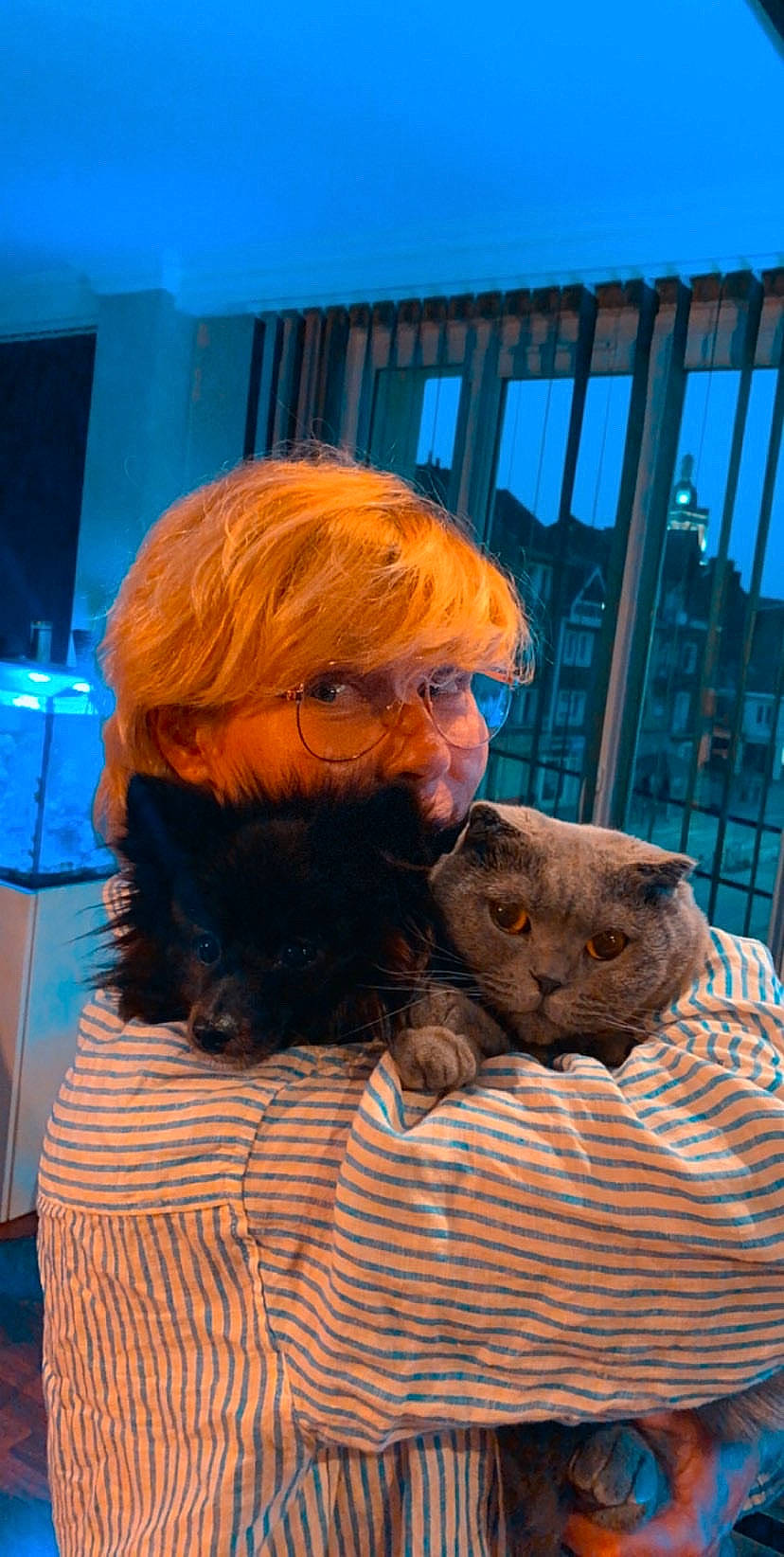 Pippa a rejoint le concours — aidez-le/la à gagner de superbes lots ! beard, blue, brown_hair, comfort, companion_dog, domestic_short_haired_cat, eye, eyewear, facial_hair, fawn, felidae, fur, happy, moustache, sitting, small_to_medium_sized_cats, sporting_group, terrestrial_animal, vision_care, whiskers