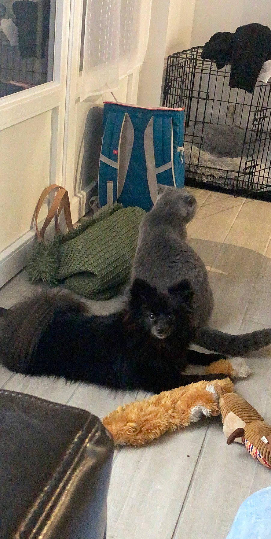 Pippa participe au concours pour gagner de l'argent avec cette photo : black_cat, carnivore, cat, claw, comfort, companion_dog, couch, domestic_short_haired_cat, felidae, floor, flooring, fur, grey, hardwood, small_to_medium_sized_cats, tail, terrestrial_animal, whiskers, window, wood