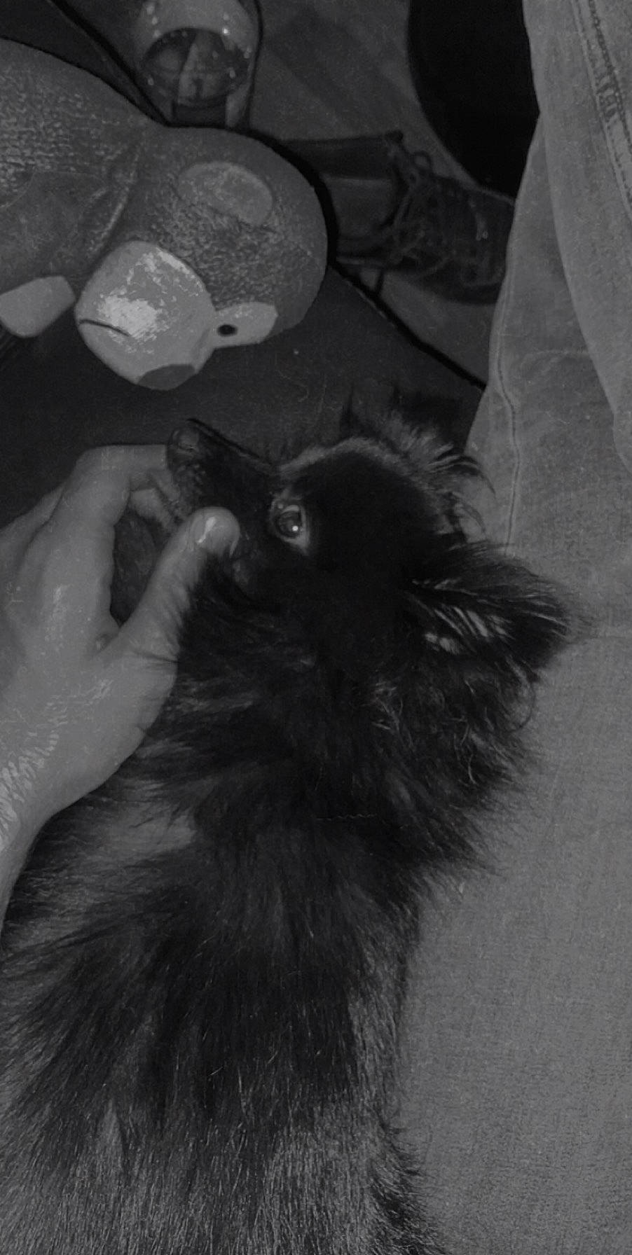 Pippa participe au concours pour gagner de l'argent avec cette photo : black, black_and_white, black_cat, carnivore, cat, claw, companion_dog, dog_breed, felidae, fur, gesture, monochrome, monochrome_photography, paw, small_to_medium_sized_cats, snout, style, tail, whiskers, white