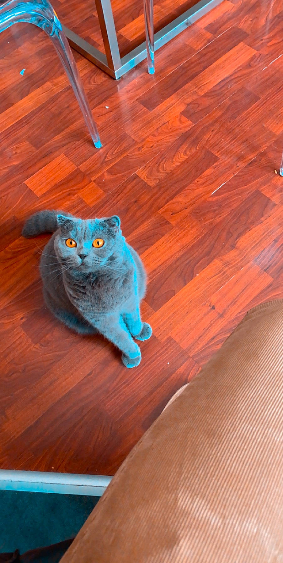 Mistik a rejoint le concours — aidez-le/la à gagner de superbes lots ! carnivore, cat, electric_blue, fawn, felidae, floor, flooring, fur, hardwood, laminate_flooring, plank, shelf, small_to_medium_sized_cats, snout, tail, varnish, whiskers, wood, wood_flooring, wood_stain