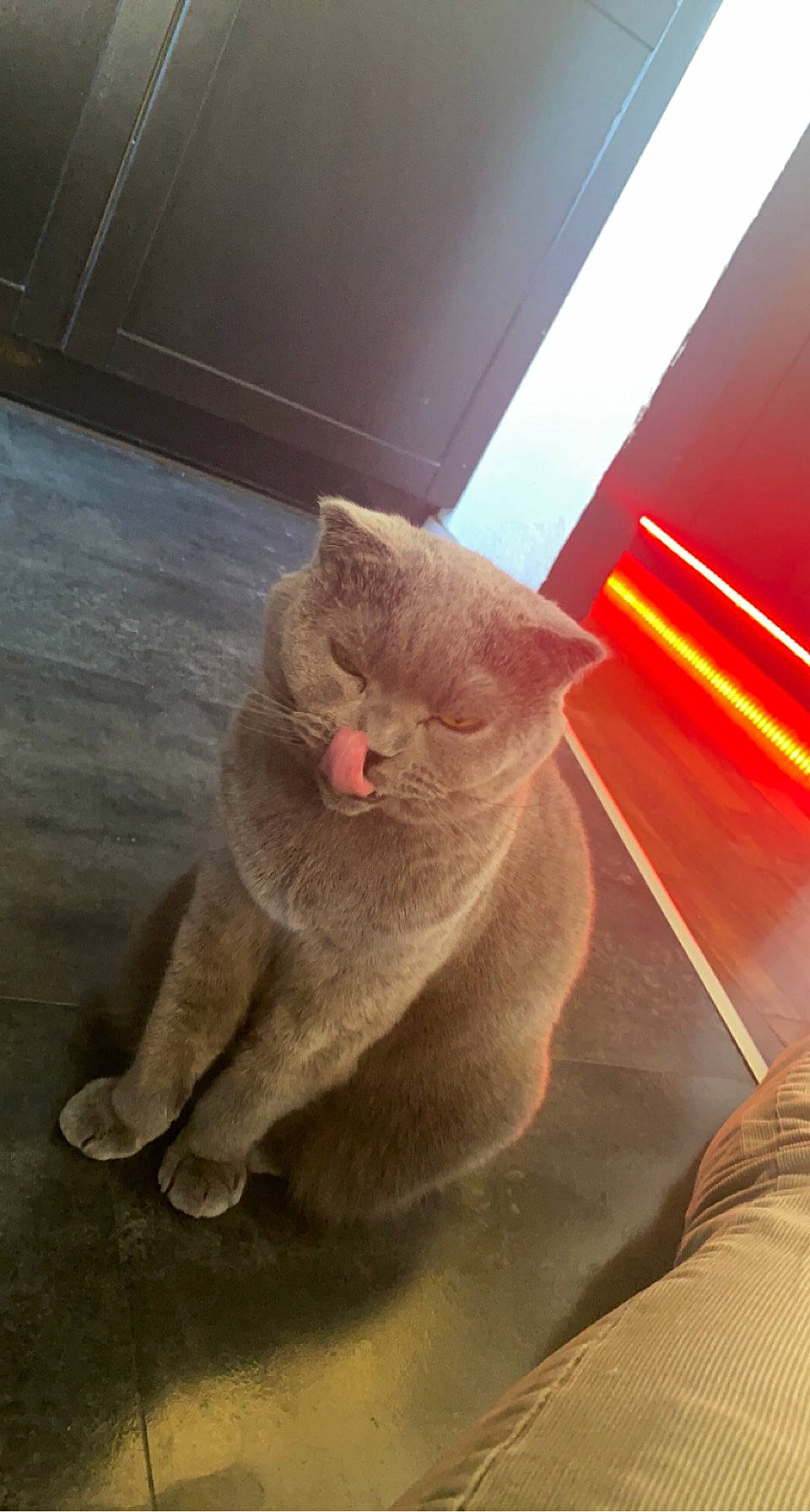 Mistik a rejoint le concours — aidez-le/la à gagner de superbes lots ! carnivore, cat, claw, comfort, domestic_short_haired_cat, ear, fawn, felidae, flooring, fur, leg, nap, nose, paw, small_to_medium_sized_cats, snout, tail, whiskers, window, wood