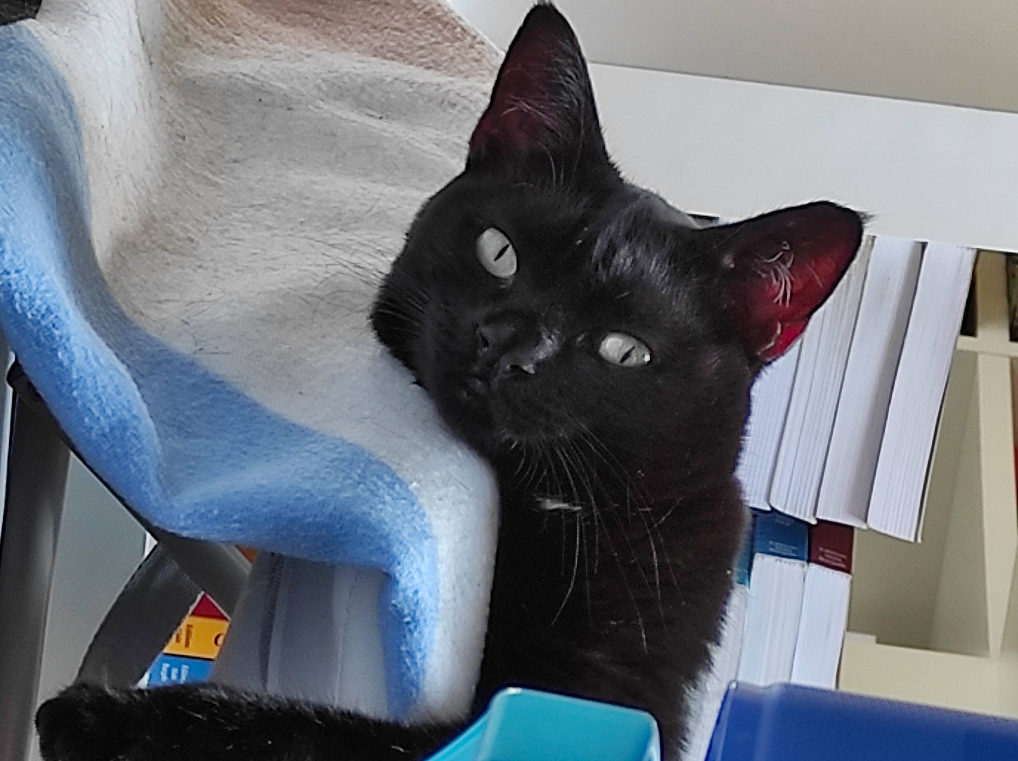 Ohana participe au concours pour gagner de l'argent avec cette photo : black_cat, bombay, carmine, carnivore, cat, comfort, domestic_short_haired_cat, electric_blue, felidae, fur, grey, havana_brown, small_to_medium_sized_cats, snout, tail, whiskers