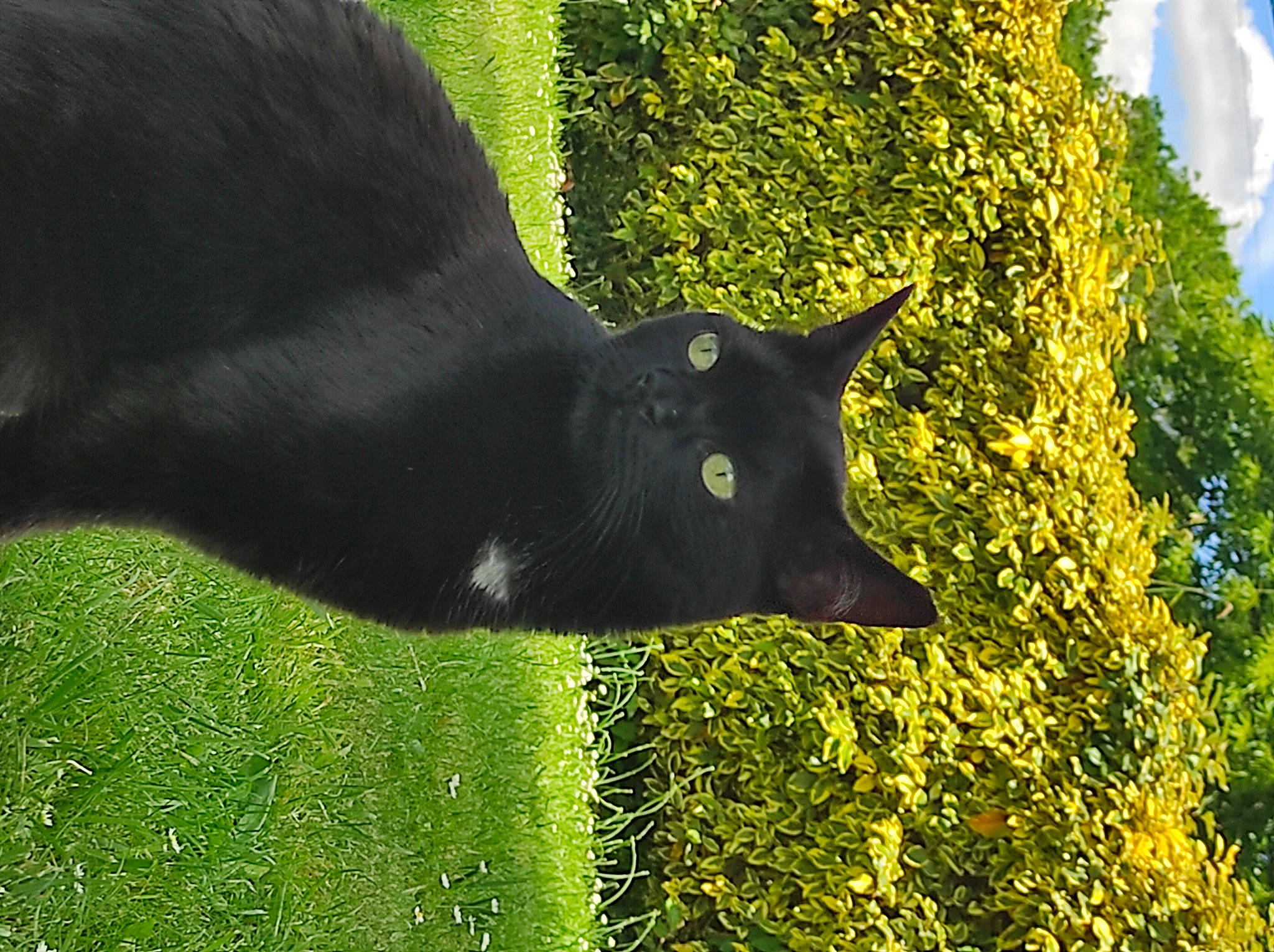 Ohana a rejoint le concours — aidez-le/la à gagner de superbes lots ! black_cat, bombay, carnivore, cat, domestic_short_haired_cat, felidae, fur, grass, groundcover, pasture, plant, shrub, small_to_medium_sized_cats, snout, tail, terrestrial_animal, tree, whiskers, wildlife, working_animal