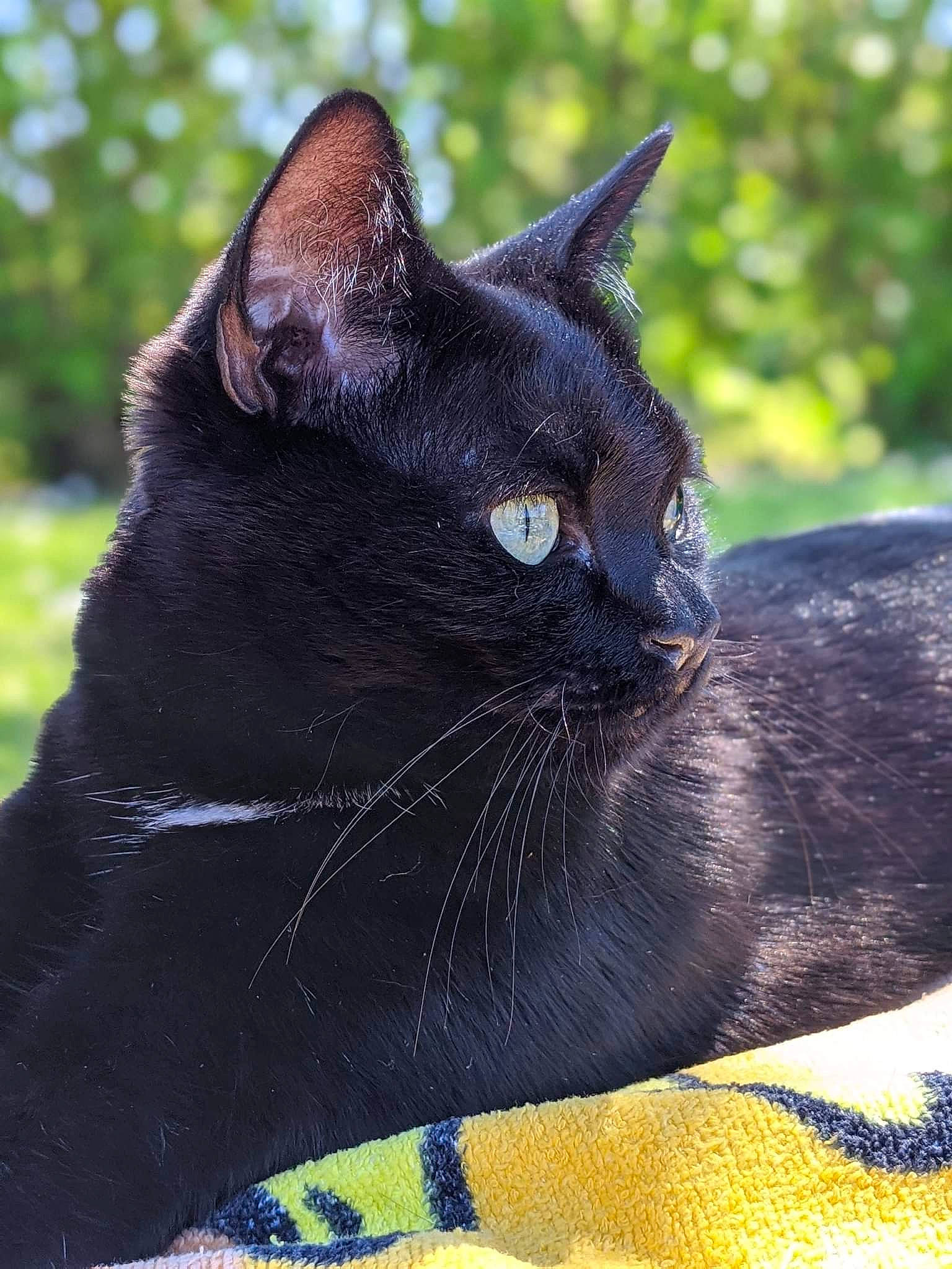 Ohana participe au concours pour gagner de l'argent avec cette photo : black_cat, bombay, carnivore, cat, domestic_short_haired_cat, electric_blue, felidae, fur, grass, plant, small_to_medium_sized_cats, snout, tail, terrestrial_animal, tree, whiskers