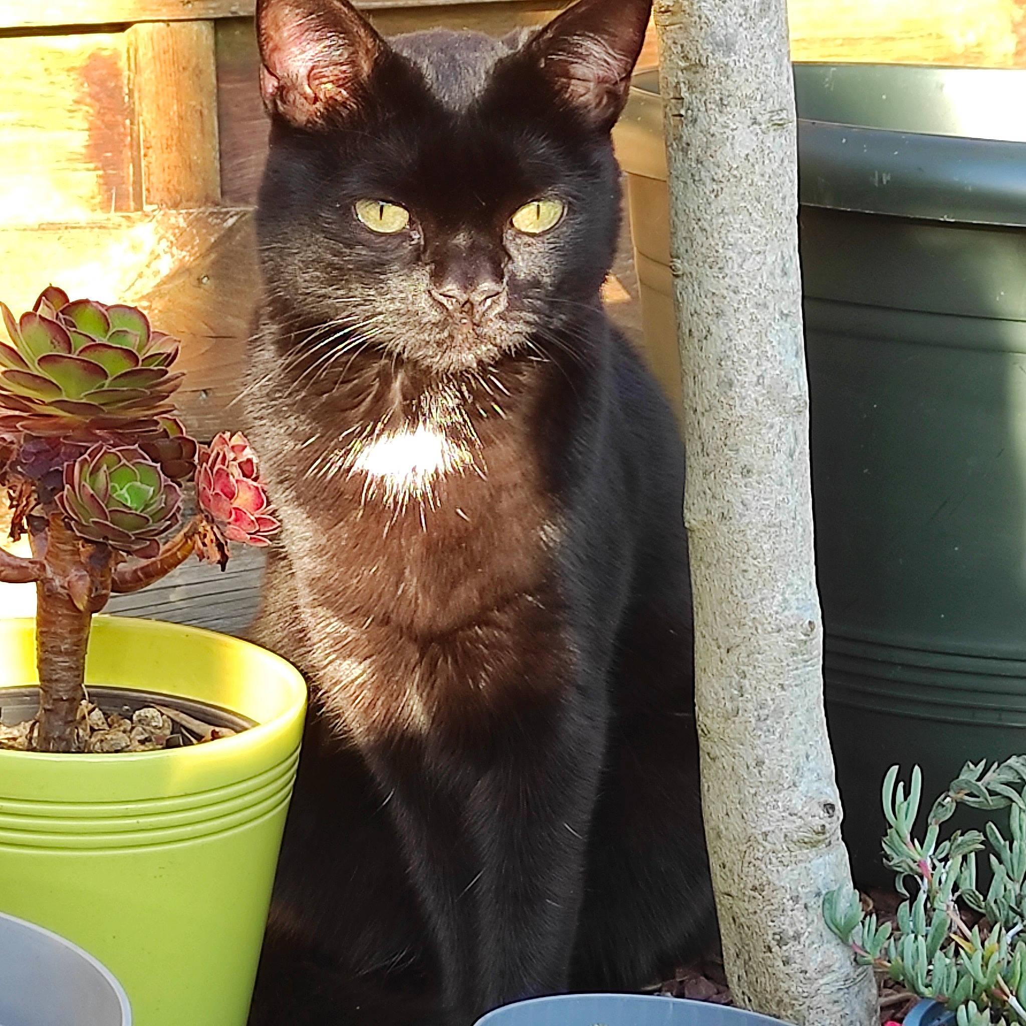 Ohana a rejoint le concours — aidez-le/la à gagner de superbes lots ! black_cat, bombay, box, carnivore, cat, cat_supply, domestic_short_haired_cat, drink, felidae, flowerpot, green, houseplant, pet_supply, plant, serveware, small_to_medium_sized_cats, tail, terrestrial_plant, whiskers, window