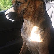 Cash is registered to the contest to win money with this photo: dog, car_interior, window, sunlight, seat, pet, animal, brown_fur, ears, snout, looking_out, daylight, side_view, fur_texture, domestic_animal, transportation, leather_seat, calm, indoors, companion