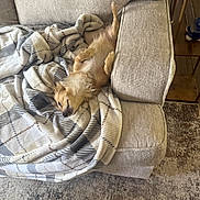 Summer is registered to the contest to win money with this photo: dog, small_dog, couch, blanket, beige, cozy, nap, relaxing, fur, pet, indoor, living_room, carpet, furniture, sleeping, cute, canine, domestic_animal, resting, home