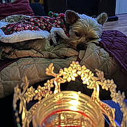 Ezmae is registered to the contest to win money with this photo: dog, pet, holiday_sweater, blanket, quilt, candle_holder, reindeer, decor, indoor, wood_floor, relaxed, sleepy, furniture, cozy, warm_lighting, christmas, festive, animal, resting, soft_texture