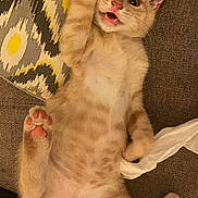 Blanka participe au concours pour gagner de l'argent avec cette photo : kitten, cat, orange_tabby, paw, couch, pillow, patterned_pillow, playful, cute, pet, indoor, fur, whiskers, pink_paw_pads, lying_down, mouth_open, surprised_expression, tissue, cozy, domestic_animal