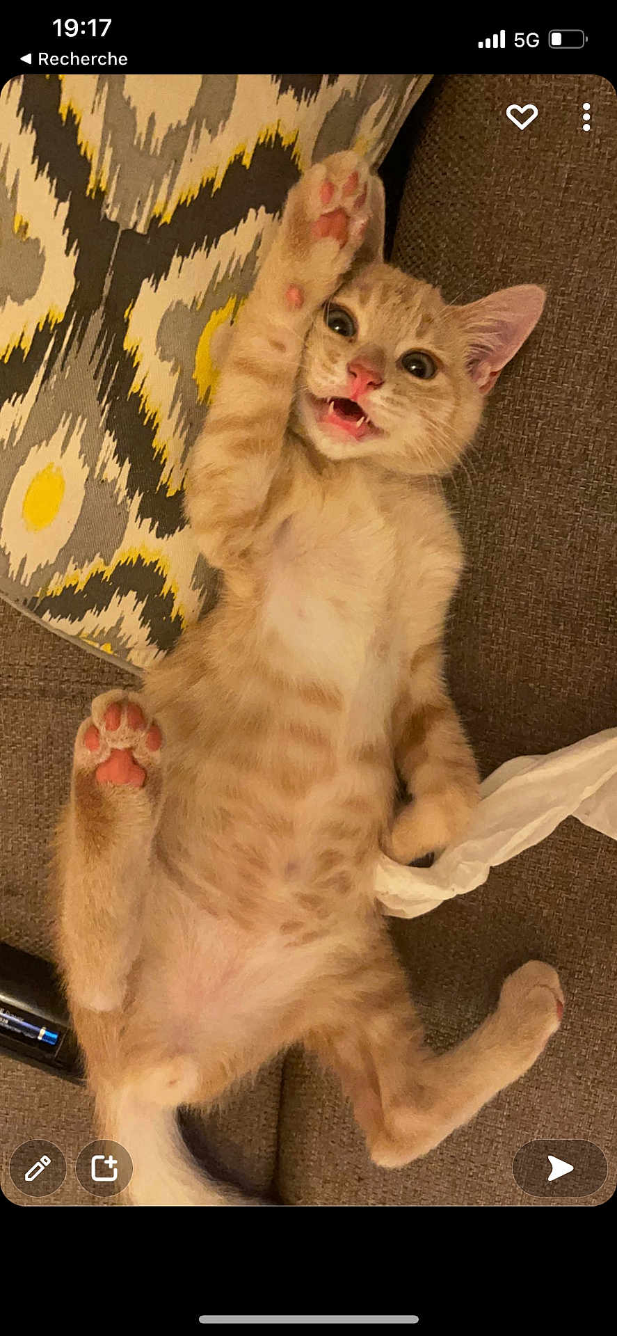 Blanka participe au concours pour gagner de l'argent avec cette photo : kitten, cat, orange_tabby, paw, couch, pillow, patterned_pillow, playful, cute, pet, indoor, fur, whiskers, pink_paw_pads, lying_down, mouth_open, surprised_expression, tissue, cozy, domestic_animal